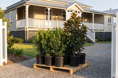 A delivery morning in Brisbane: nursery plants standing upright on a pallet at the front gate of a Queenslander