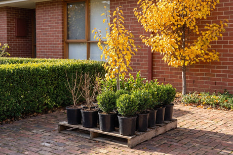 A delivery morning in Canberra: nursery plants standing upright on a pallet at the front of a brick home in autumn