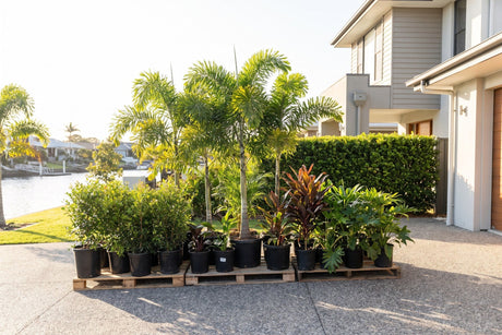 A delivery morning on the Gold Coast: nursery plants standing upright on pallets on a canal-front driveway