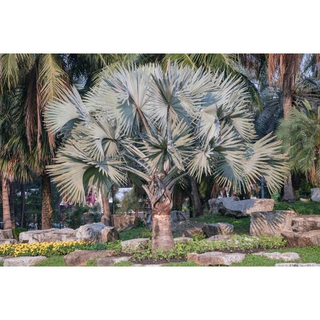 Palms on Demand: How to Buy Bismarck Palms for Your Home?