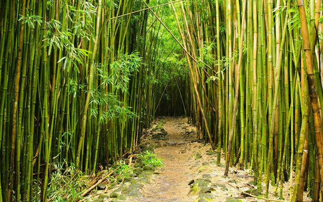 Bamboo for Australian Gardens: Clumping Varieties and Care