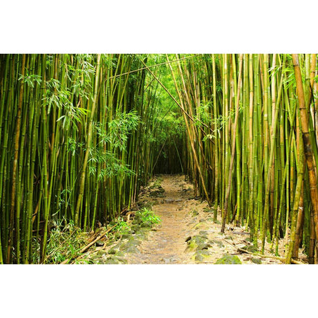 Bamboo Plant Highlights: A Green Touch for Every Home