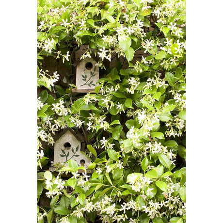 Star Jasmine: A Fragrant Addition to Your Outdoor Space