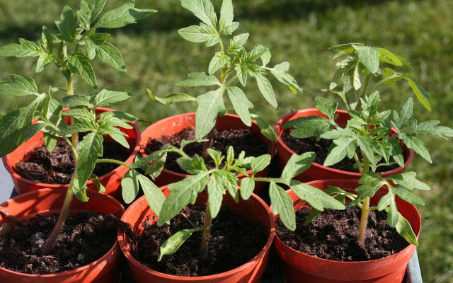 Recognising Plant Deficiencies: A Guide for Gardeners
