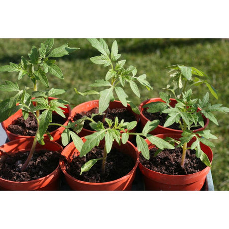 Recognising Plant Deficiencies: A Guide for Gardeners