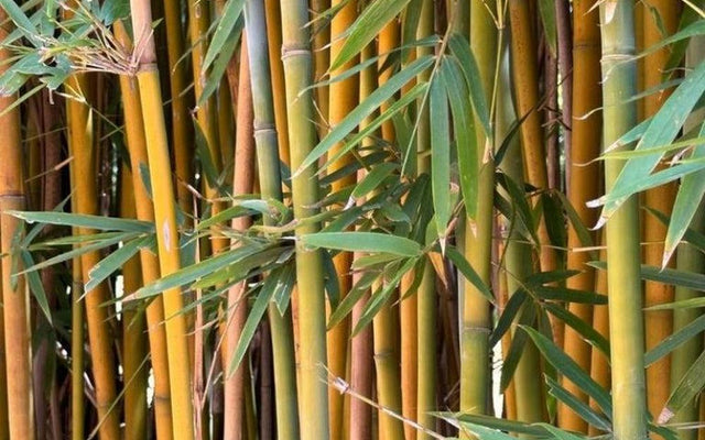 Bamboo for Screening: Fast, Lush, and Low-Fuss Privacy
