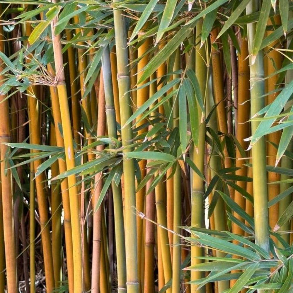 Bamboo for Screening: Fast, Lush, and Low-Fuss Privacy