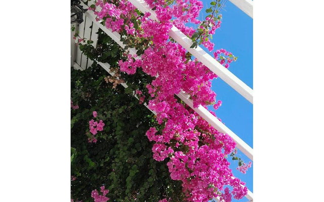 Bougainvillea Care Tips: How to Keep Your Plant Thriving