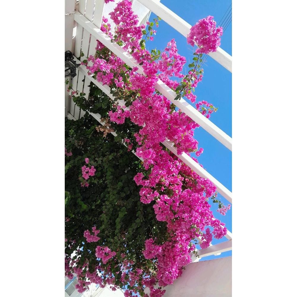 Bougainvillea Care Tips: How to Keep Your Plant Thriving