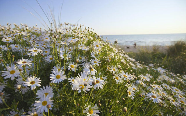 Seaside Daisy: How to Grow and Care for Erigeron