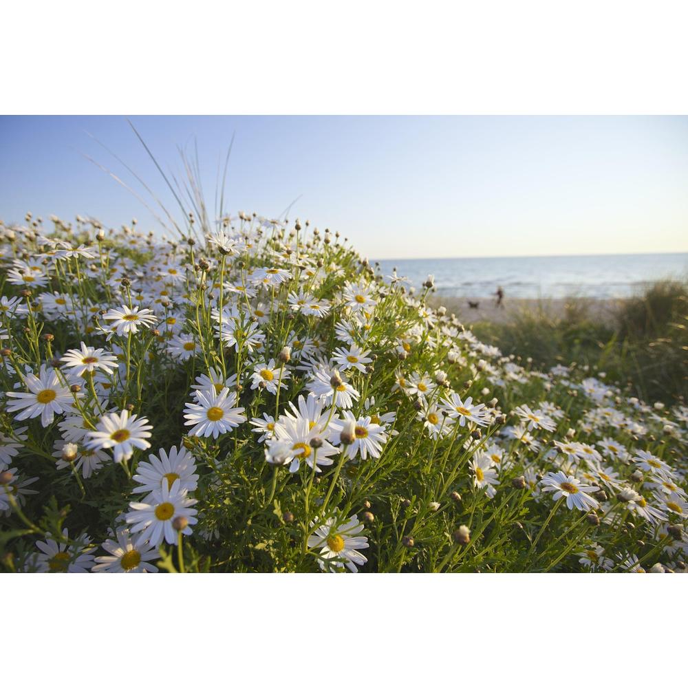 Seaside Daisy Gardening: Everything to Know