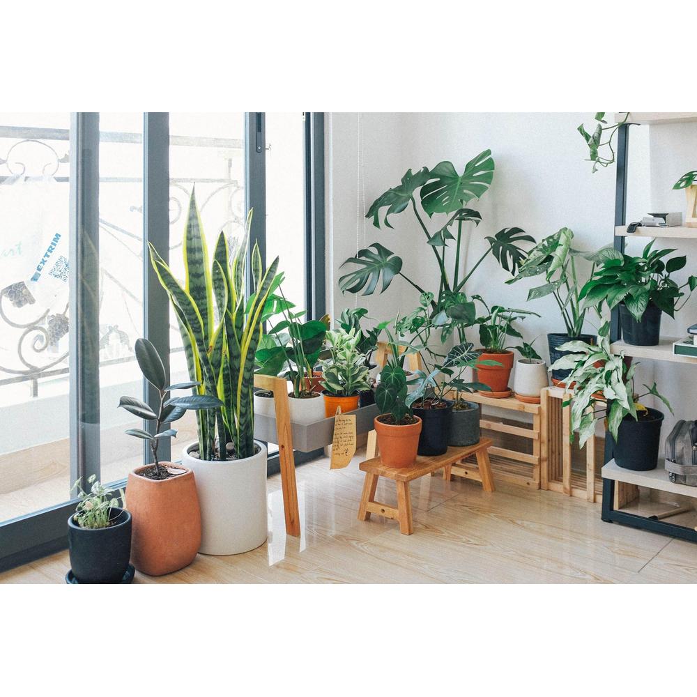 Indoor Plants 101: Enhance Your Home with Leafy Companions