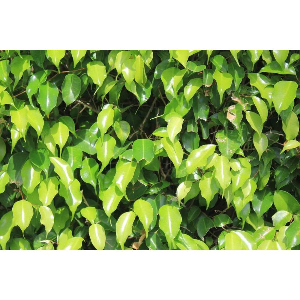 Tips for Choosing and Caring for Your Ficus Benjamina Plant