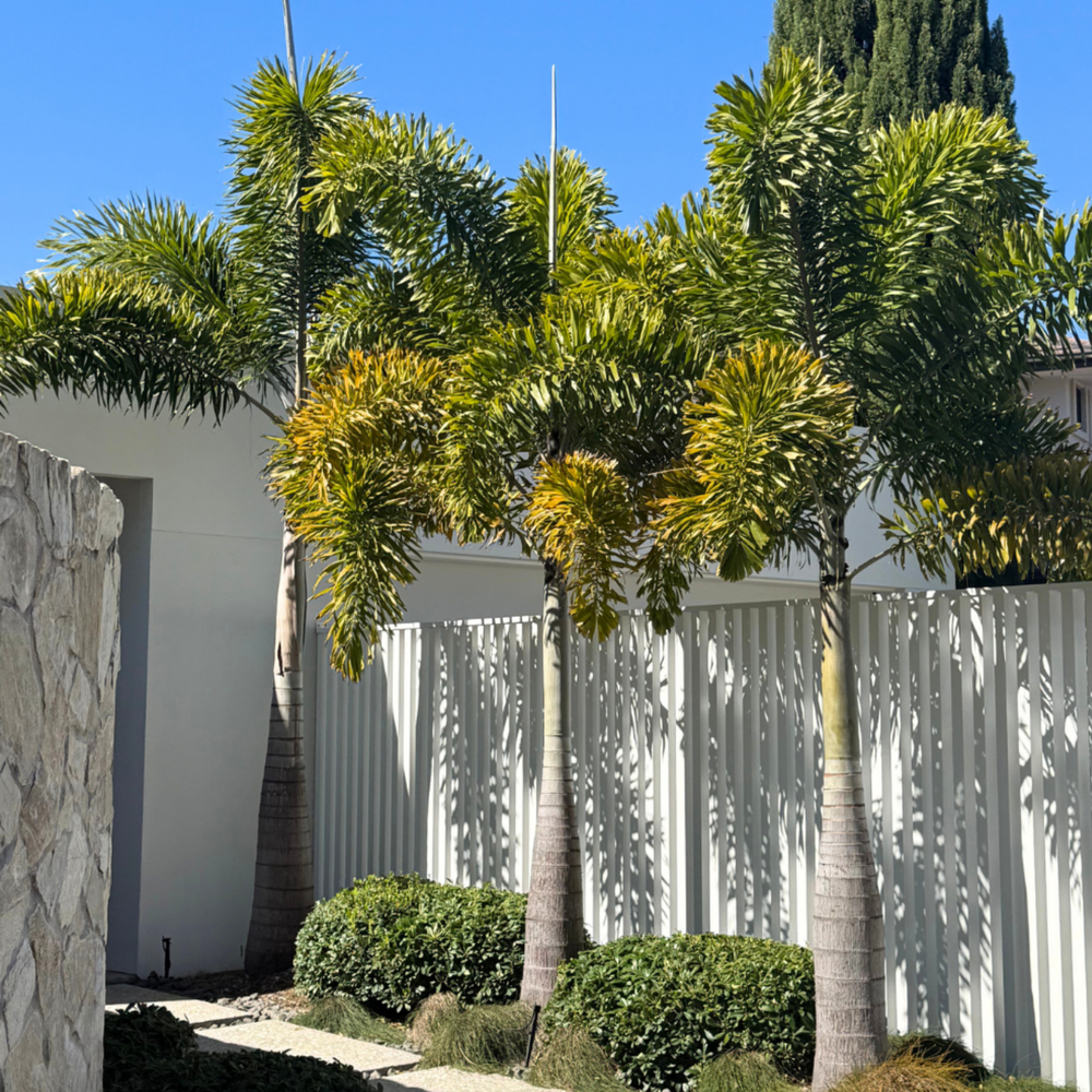 Designing a Tropical Garden That Looks Lush Year-Round