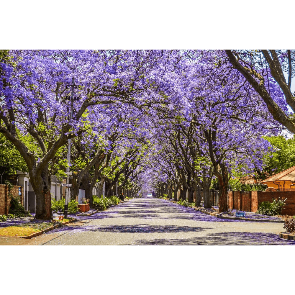 All About the Jacaranda Tree