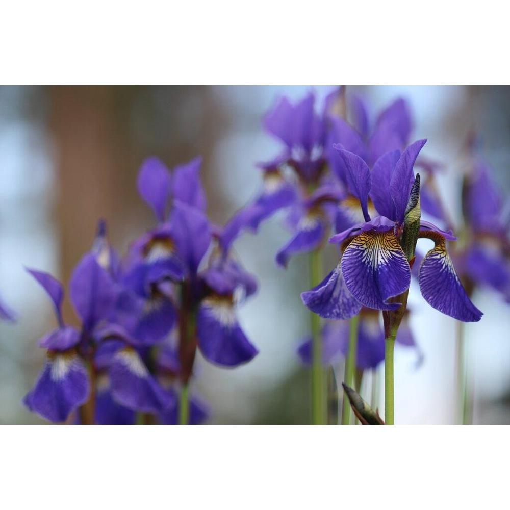 Low-Maintenance Landscape Plants for Busy Brisbane Homeowners