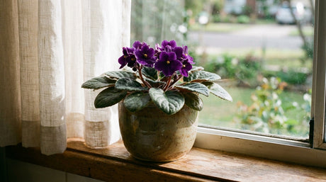 An African violet in full flower on a bright windowsill, in the filtered light and small squat pot this guide describes for Australian homes.
