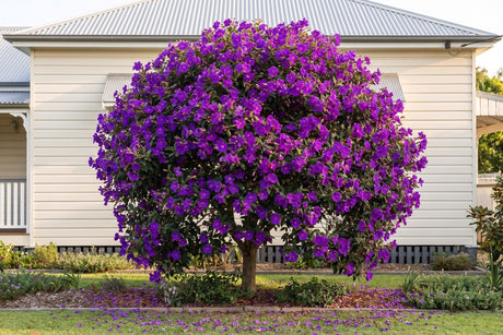 Alstonville tibouchina tree covered in deep purple flowers in front of a pale Queenslander