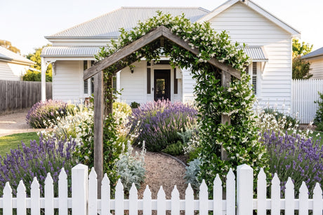 Australian cottage garden with a picket fence, star jasmine arch, lavender and gaura
