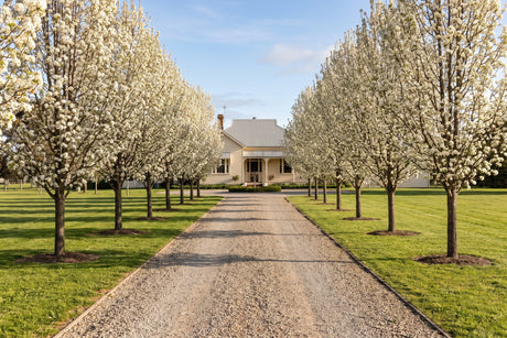 Avenue of ornamental pear trees in white blossom lining a driveway to an Australian house