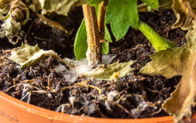 Waterlogged Garden: How to Fix Poor Drainage