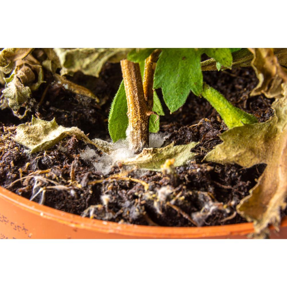 Troubleshooting Waterlogged Gardens: Essential Tips
