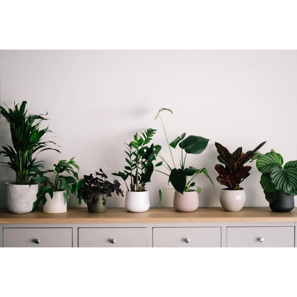 Discovering the Benefits of Indoor Plants for Your Well-Being