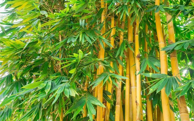 Bamboo in the Garden: Clumping Varieties, Screening and Care