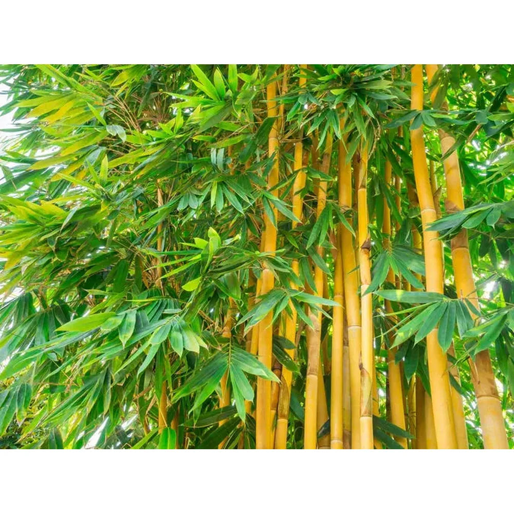 How Bamboo Enhances Garden Aesthetics