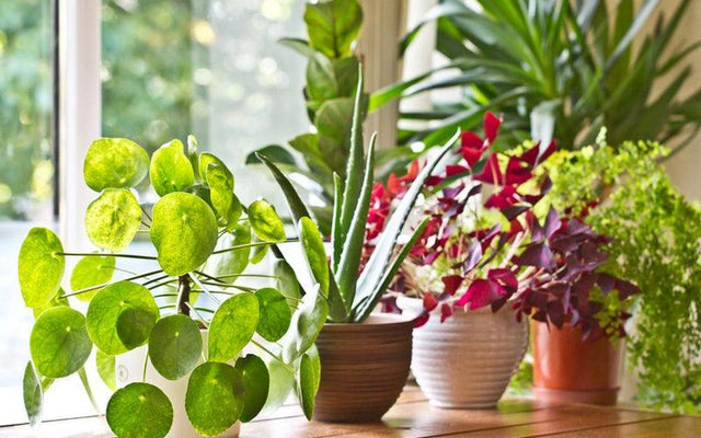 Top Selling Plants: Indoor and Outdoor Picks for Your Garden