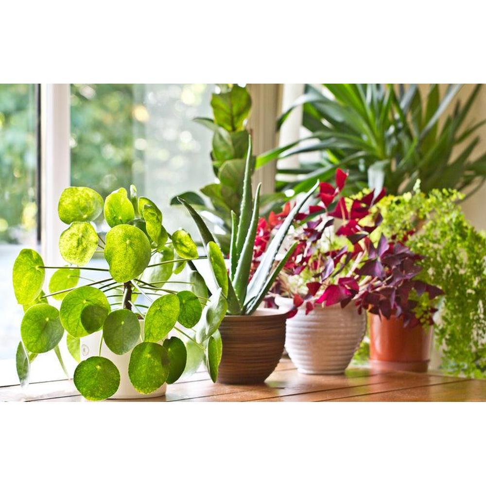 monstera peru full grown Monstera 'Peru': Spectacular Leaves & Fast Growth
