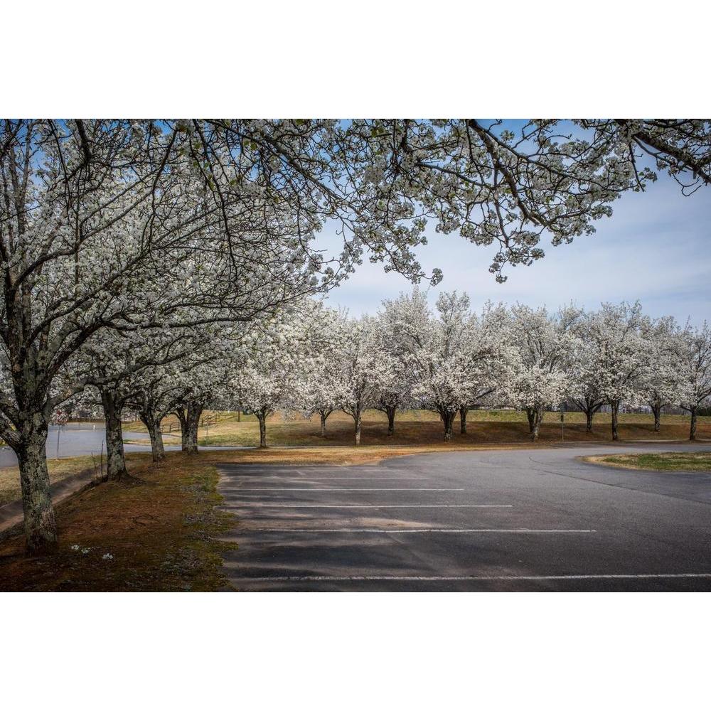 Ornamental Pear Trees: Top 10 Varieties for Your Garden