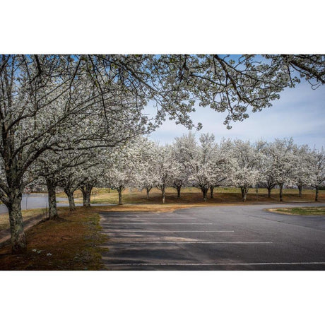 Ornamental Pear Trees: Top 10 Varieties for Your Garden