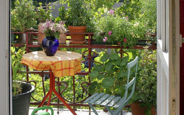 Top 10 Plants for Temporary Spaces in Australia