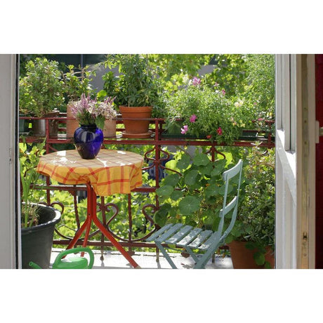 Top 10 Plants for Temporary Spaces in Australia