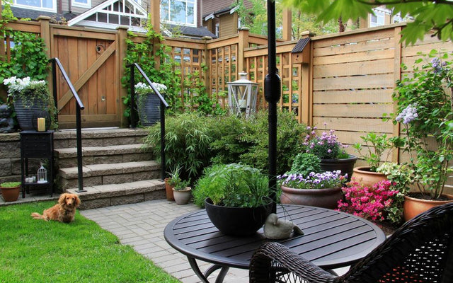 The Top Plants for Urban Gardeners