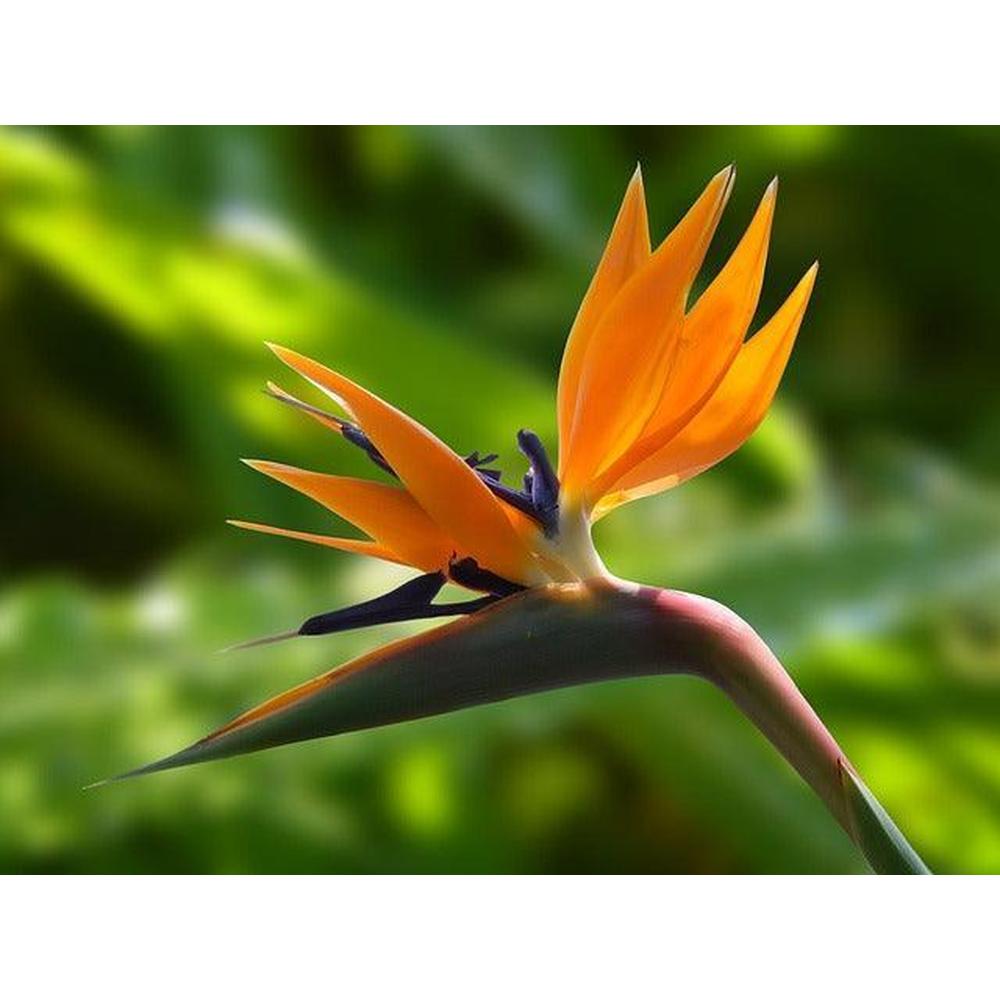 Enriching Your Life with Exotic Plants: Unveiling the Unique World Of Rare Plants At Brisbane Plant Nursery