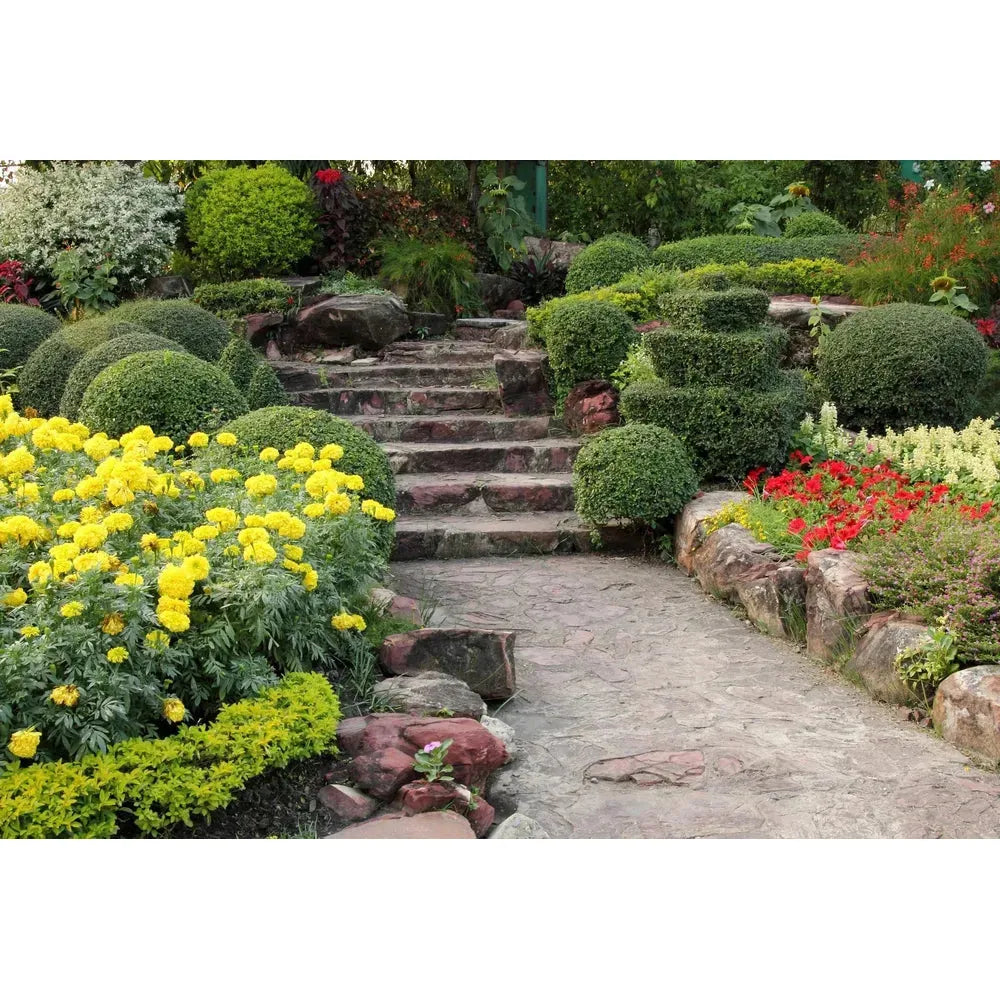Shrubs for Screening and Privacy: The Top Choices
