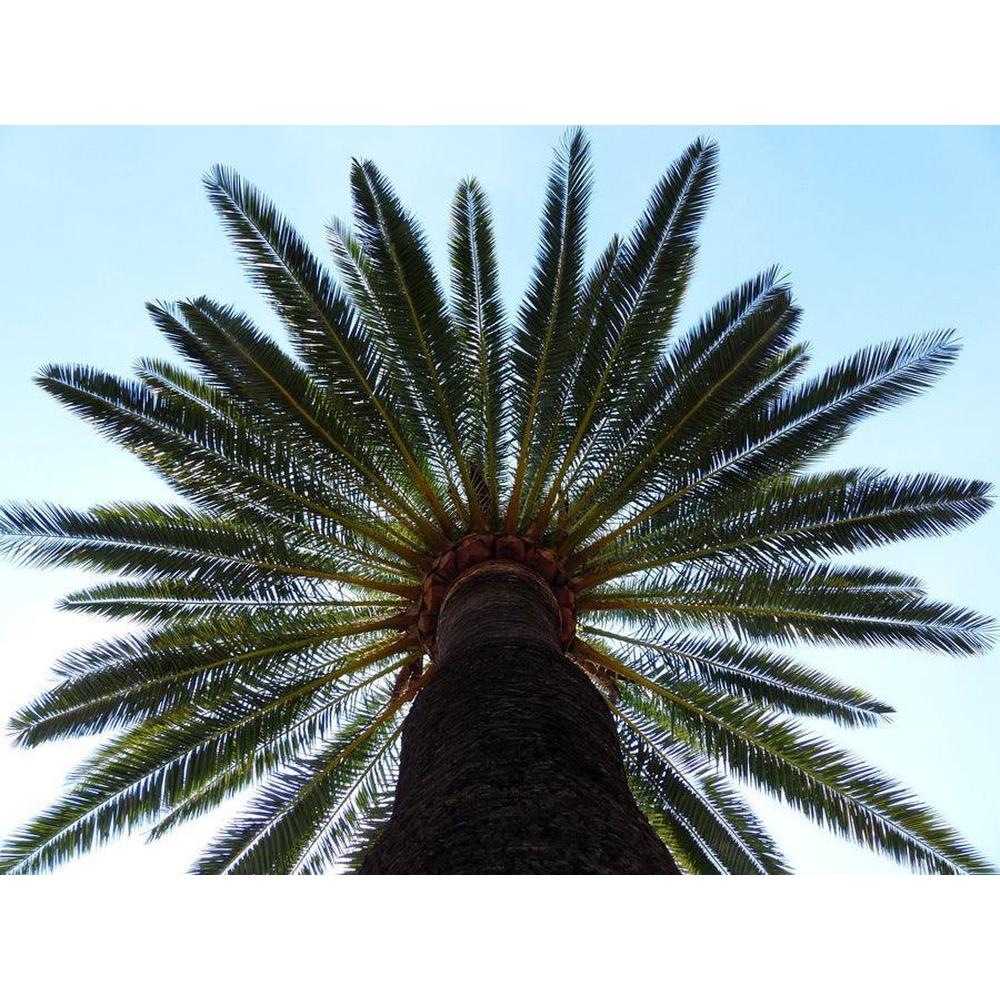 Growing and Caring for Date Palms