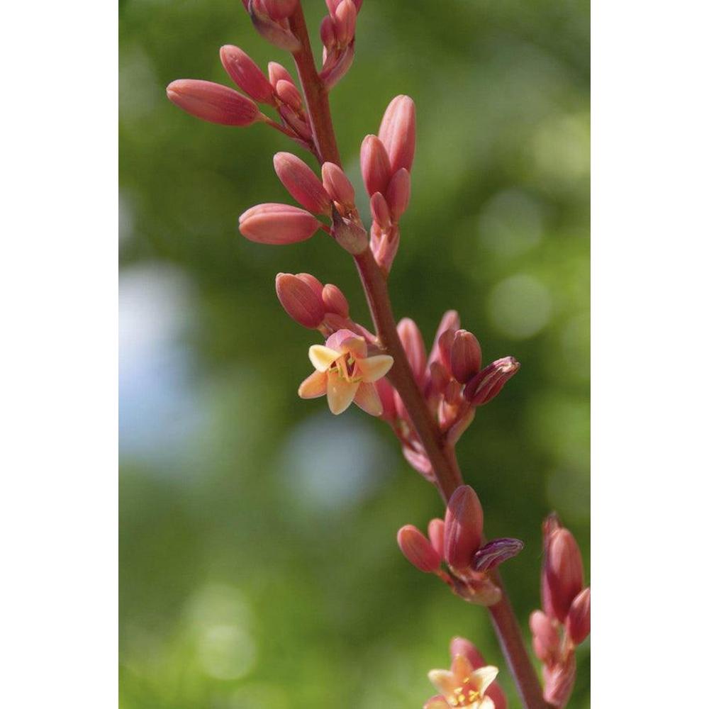 What Makes Red Yuccas So Popular?