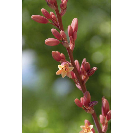 What Makes Red Yuccas So Popular?