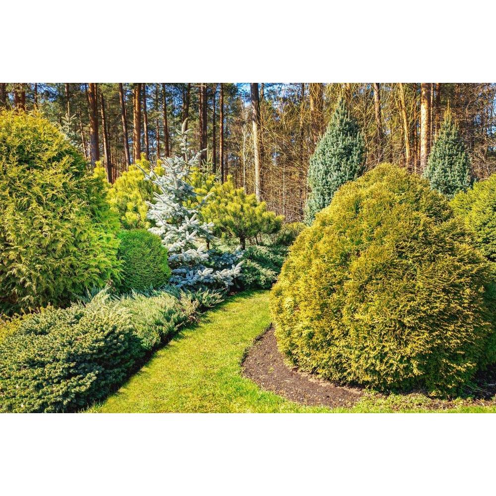 Conifers: A Closer Look at Nature's Jewels