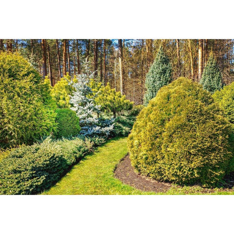Conifers: A Closer Look at Nature's Jewels