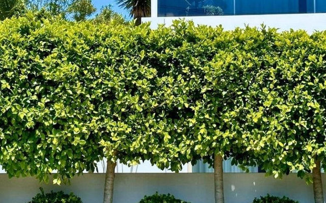 How to Create a Great Hedge (And Keep It Looking Sharp)