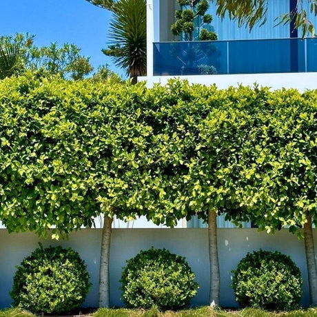 How to Create a Great Hedge (And Keep It Looking Sharp)