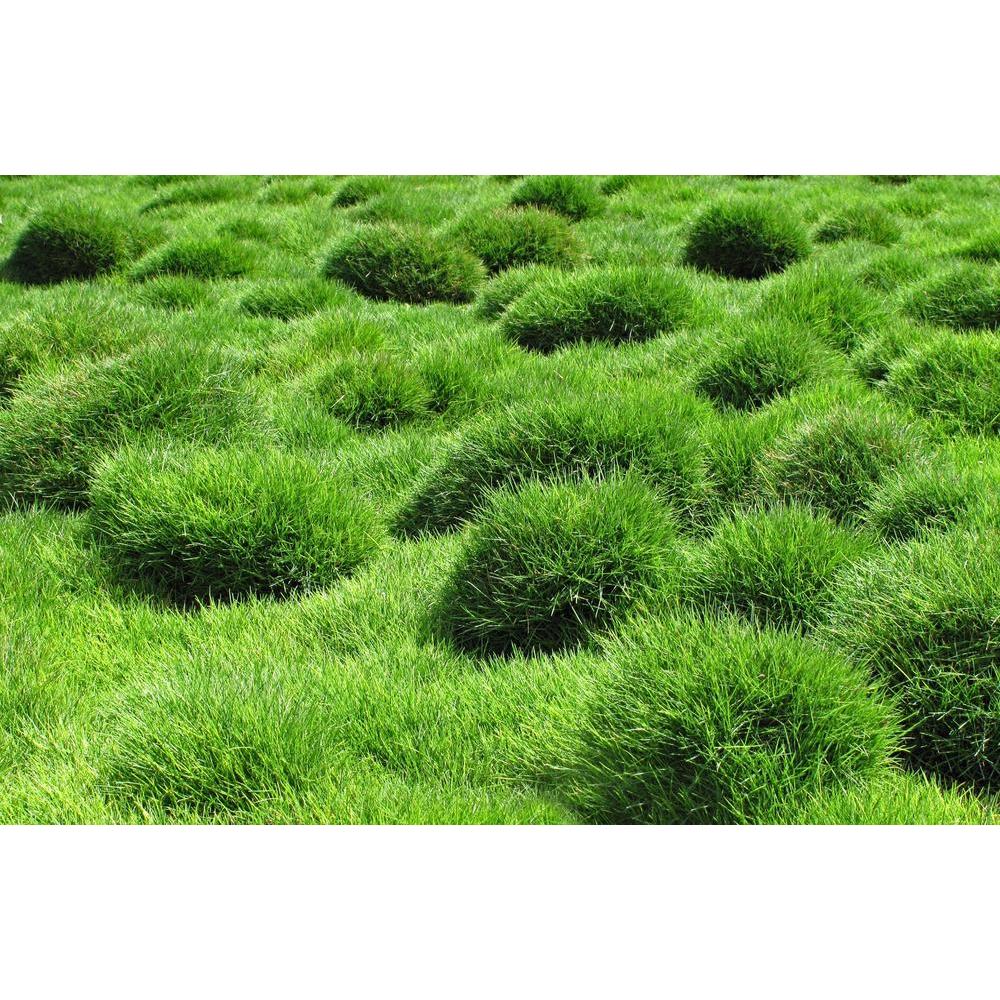 No Mow Grass: The Perfect Ground Cover for Your Landscape
