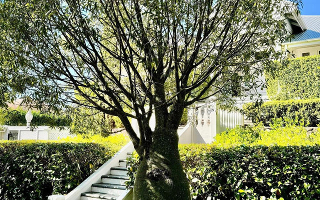 The Low-Maintenance Native Garden: A Step-by-Step Australian Guide
