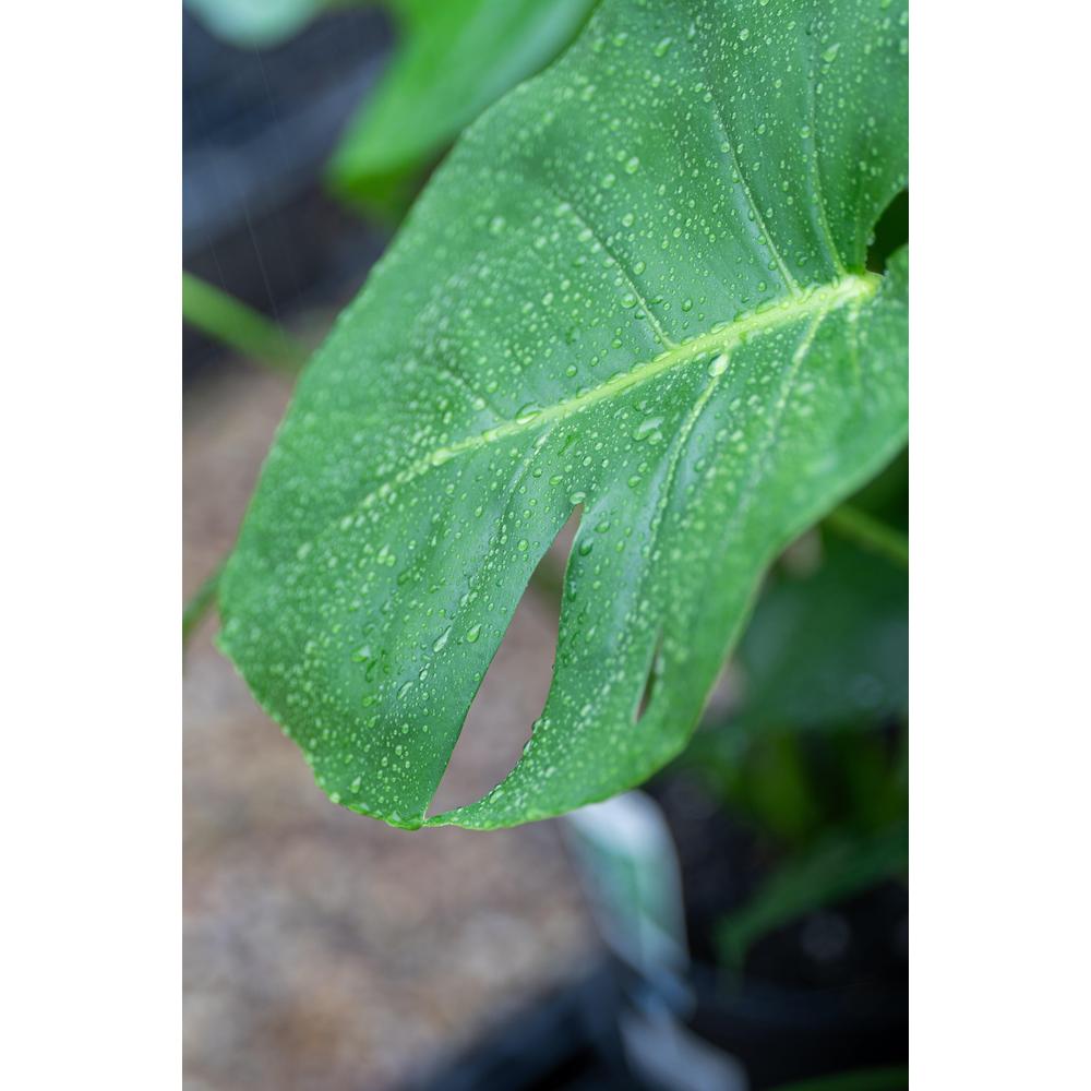 Your Ultimate Care Guide to Monstera Deliciosa or the ‘Fruit Salad’ Plant
