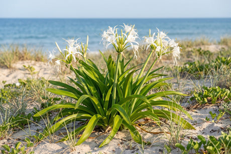 Beach spider lily clump with white spidery flowers in a sandy coastal garden