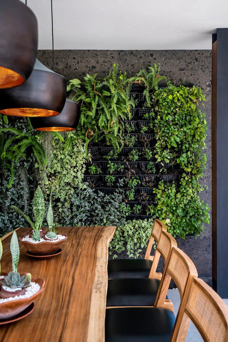 Best plants for a living plant wall idea - Brisbane Plant Nursery